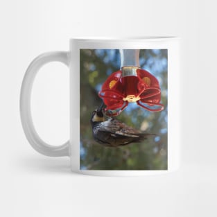 Acorn Woodpecker Raiding A Hummingbird Feeder Mug